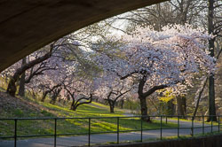 Spring Blossoms